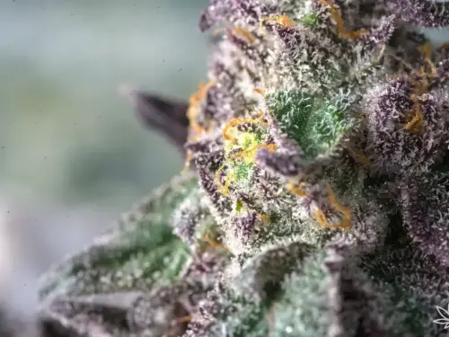 Zkittlez OG Auto – la bête tropicale à l’âme californienne